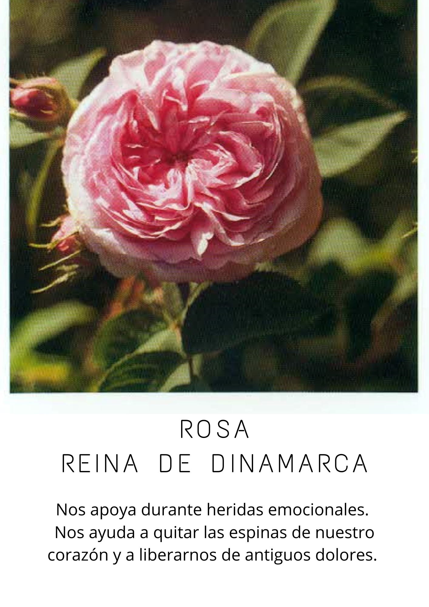 Profesora de Natación