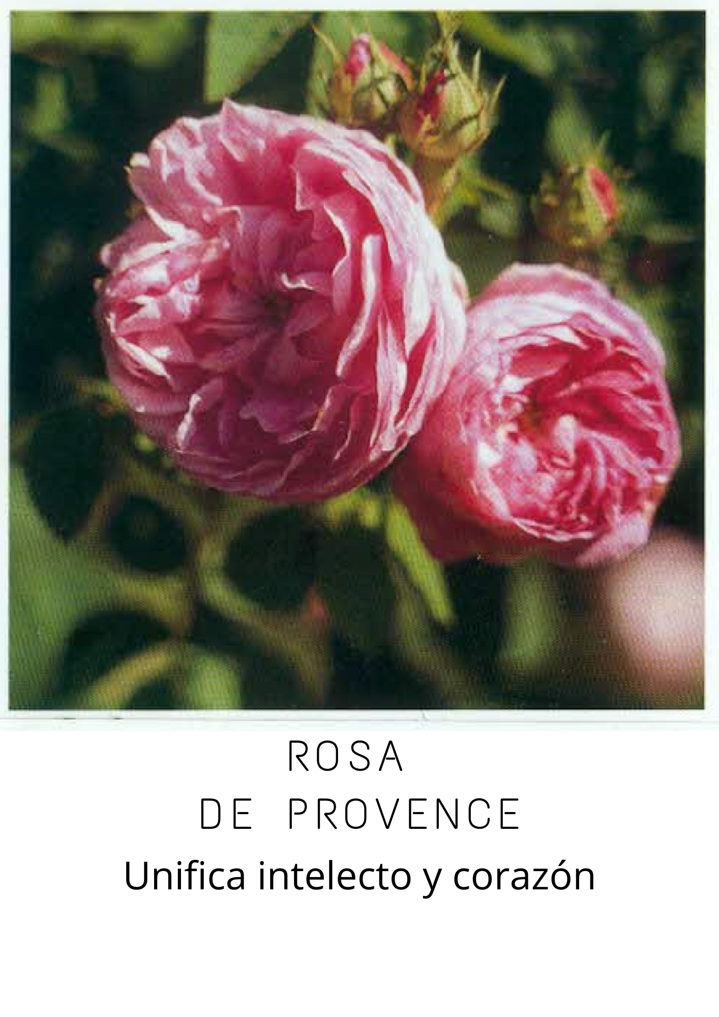 Rosas (2)