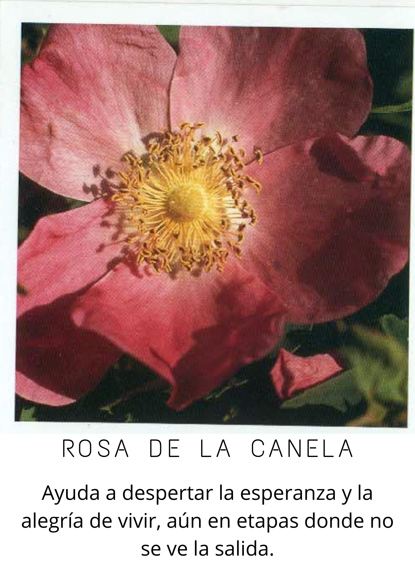 Rosas (2)