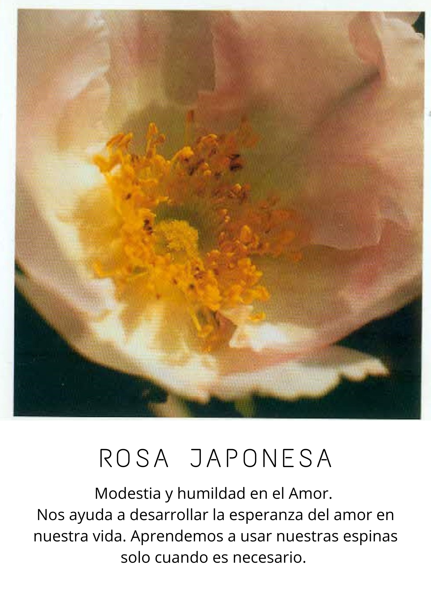 Rosas (4)