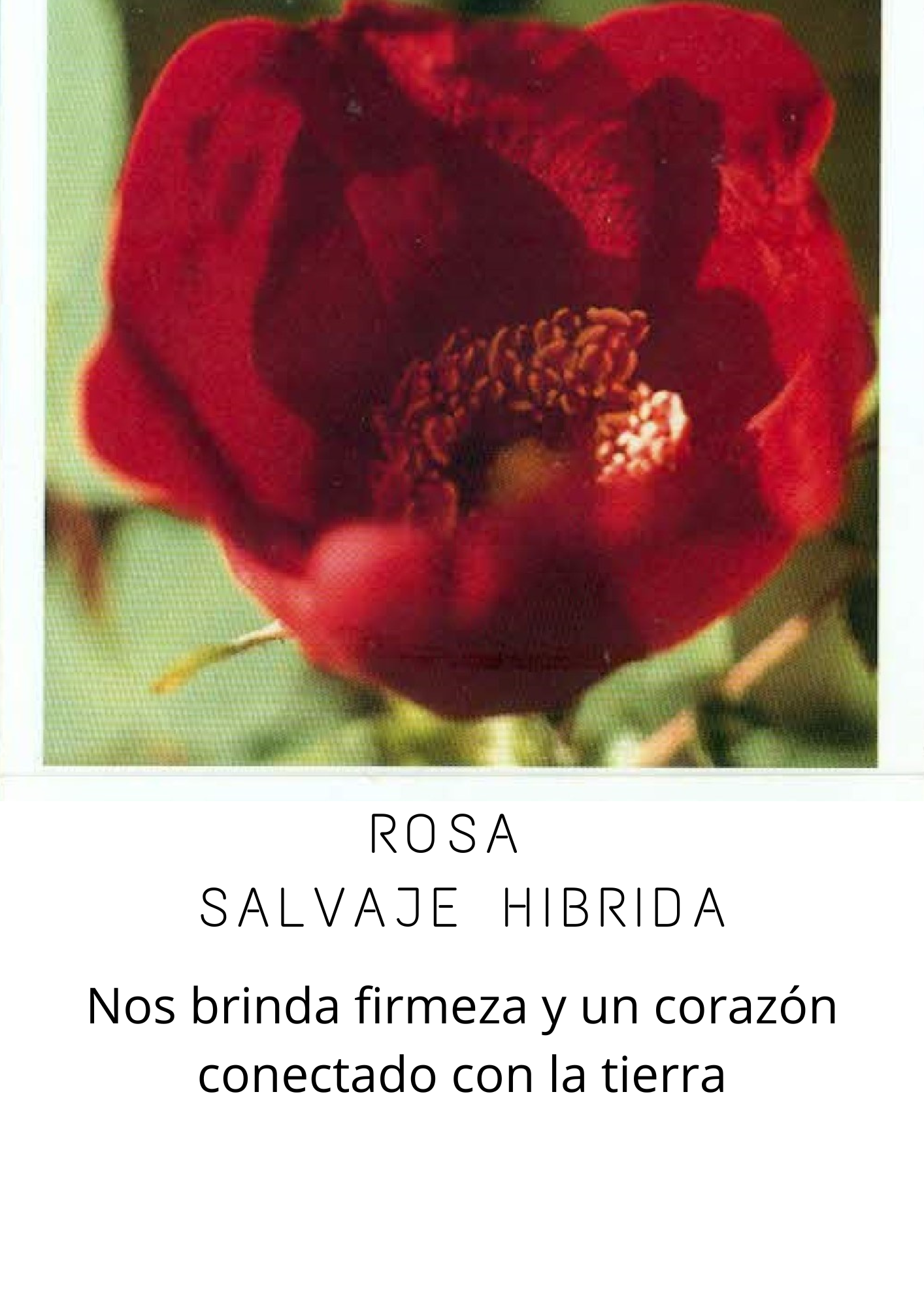 Rosas (5)