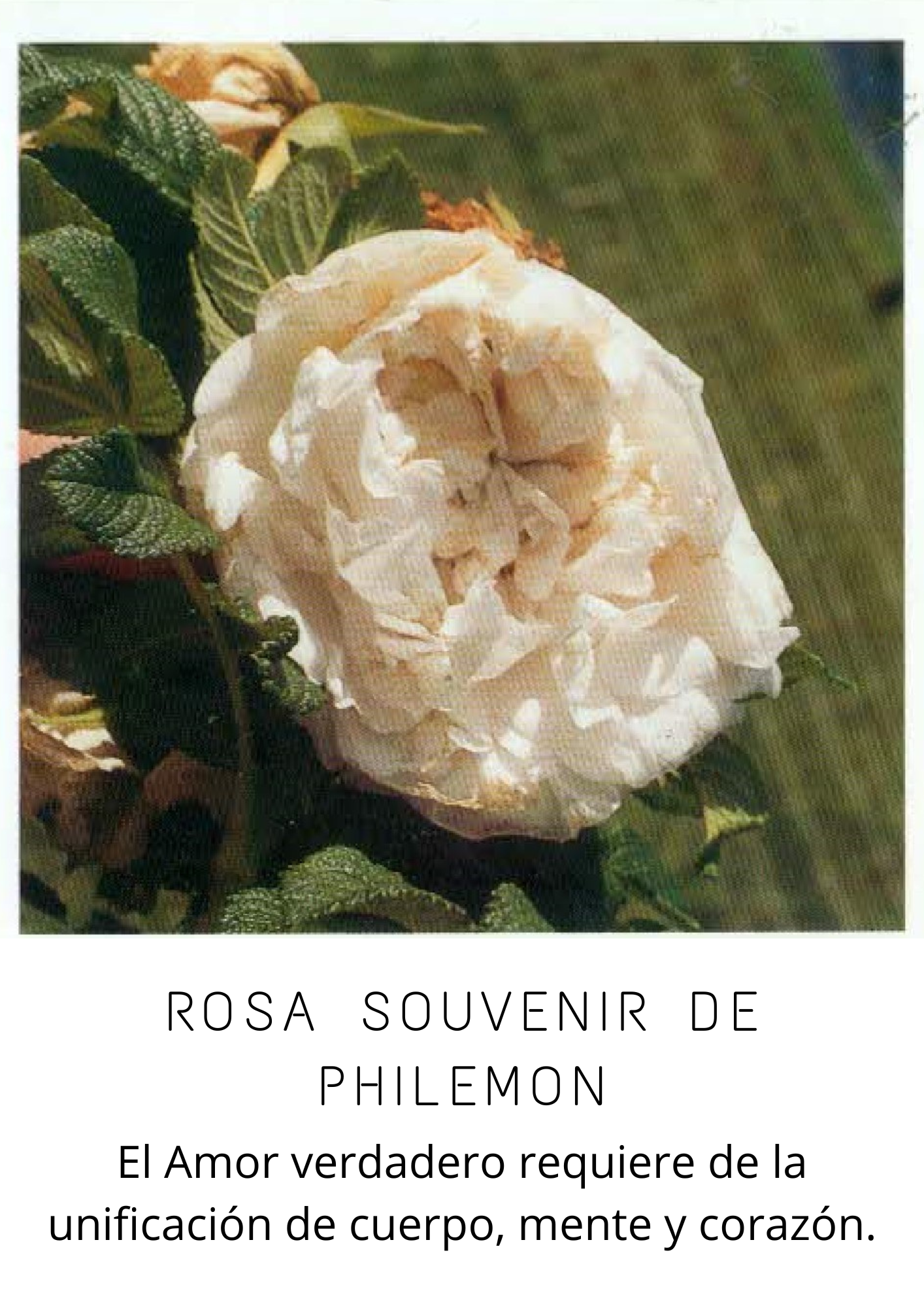 Rosas